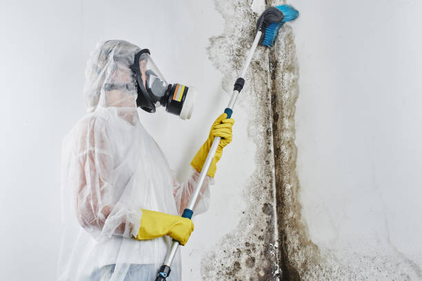 Environmental Consulting for Mold Prevention in Second Mesa, AZ